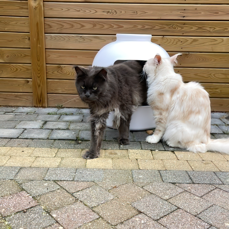 Kattenbak Flower XXL, verborgen kattentoilet (Wit)