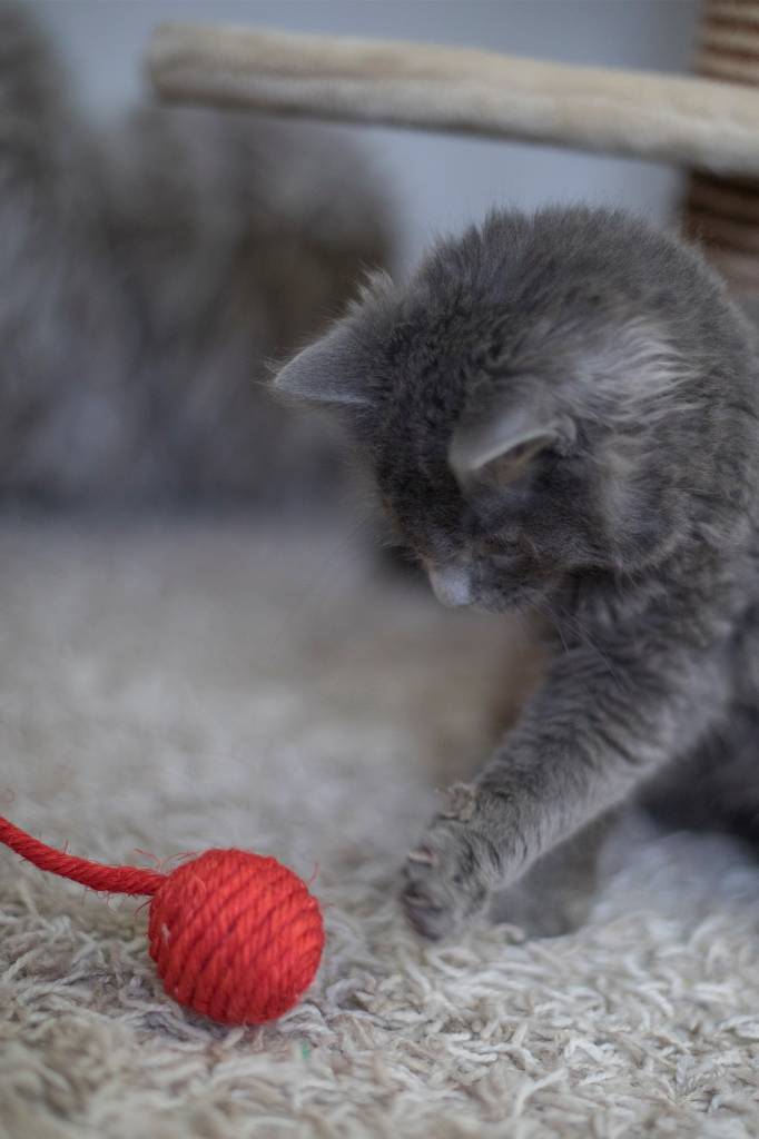 Kattenspeelgoed Sisal en Stoffen Balletjes Set (Meerkleurig)