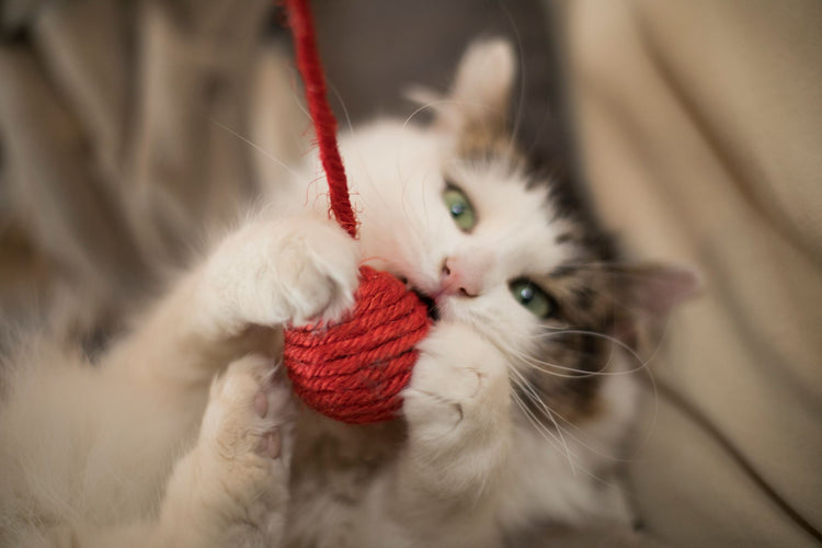 Kattenspeelgoed Sisal en Stoffen Balletjes Set (Meerkleurig)